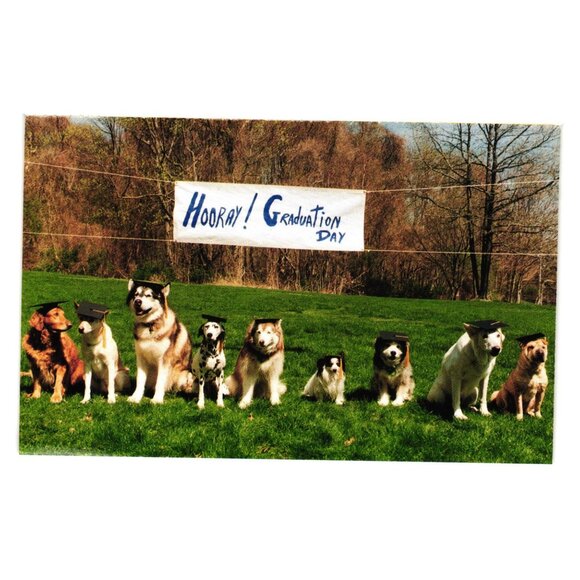 Hooray Graduation Day Dog Postcard - Picture 1 of 2